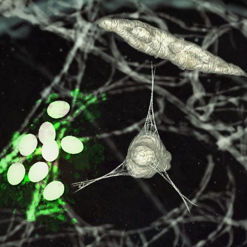 [spider cave combat]